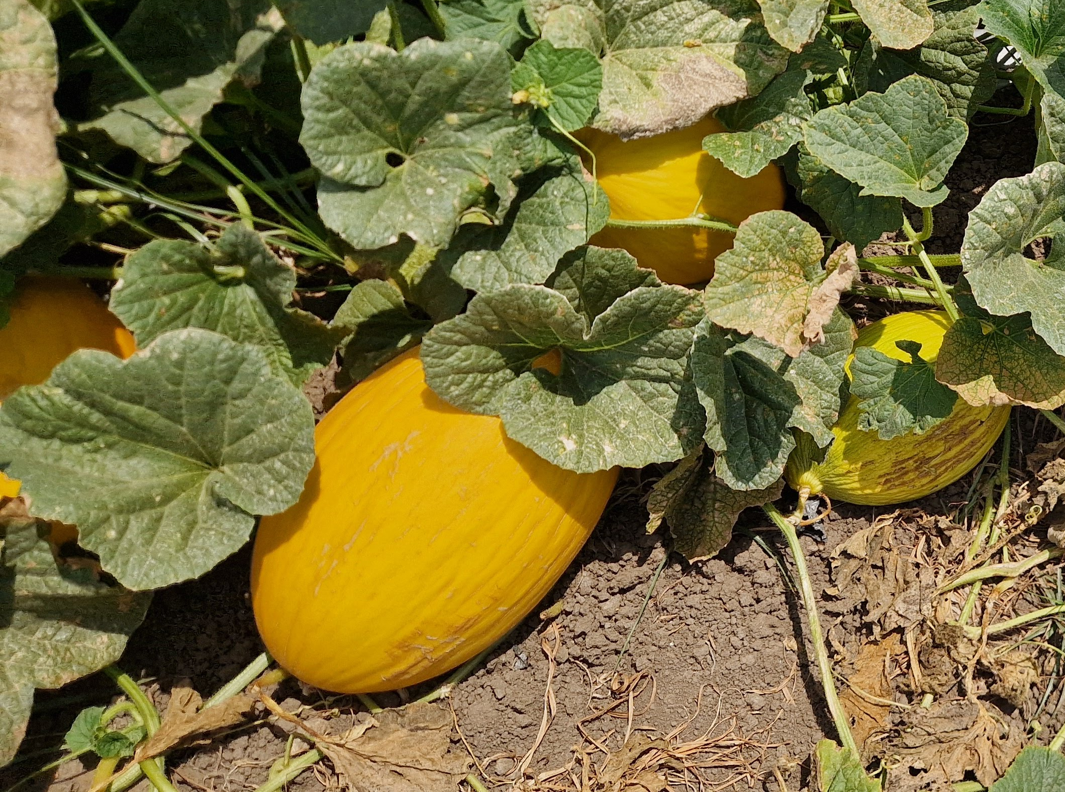 Canarilla Melon Yellow Canary — view 3 of 3