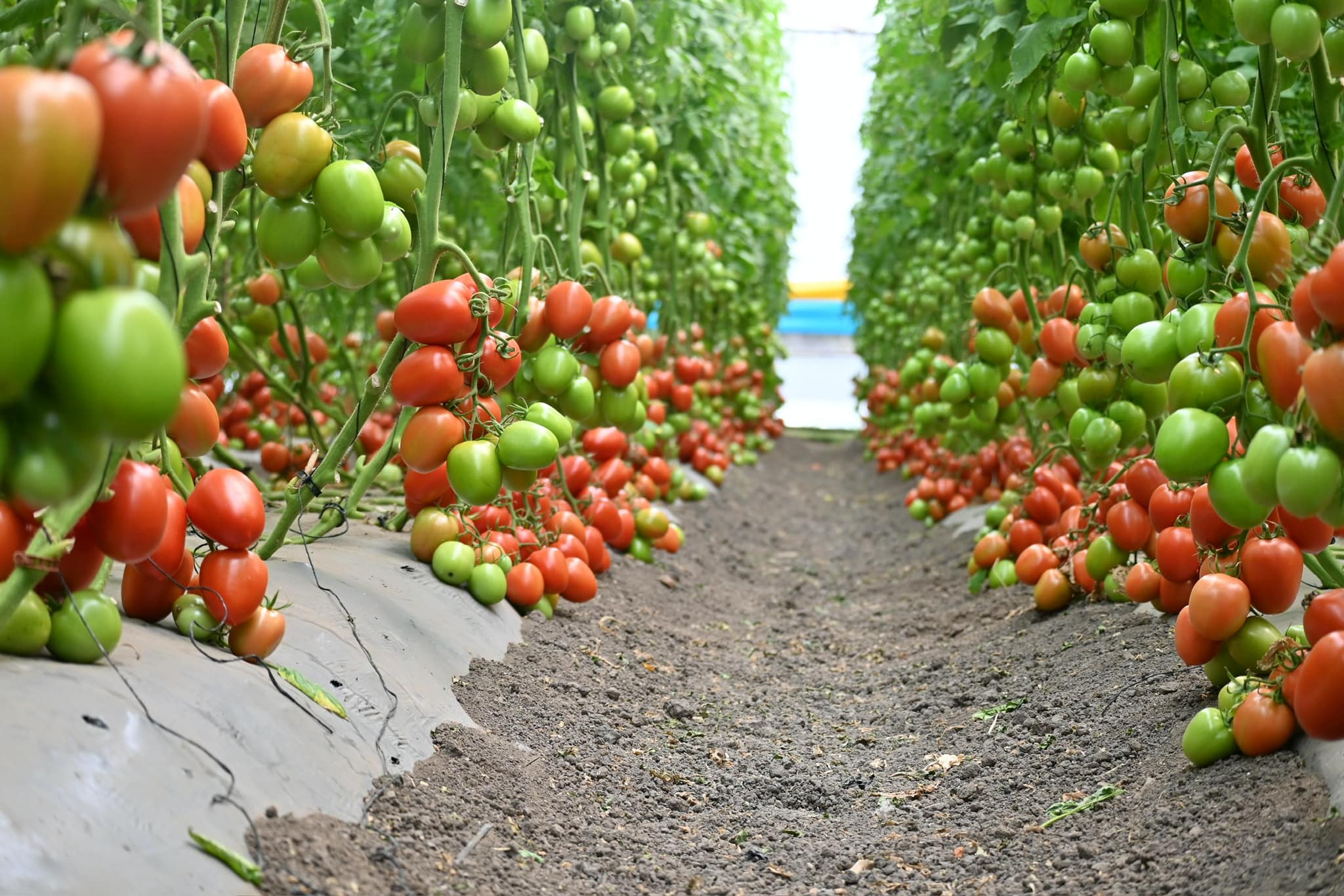 Carmiya Roma I Cluster — ripe fruit, Agriva Seeds variety