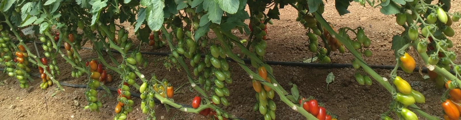 Casara Cherry Grape Cluster — ripe fruit, Agriva Seeds variety