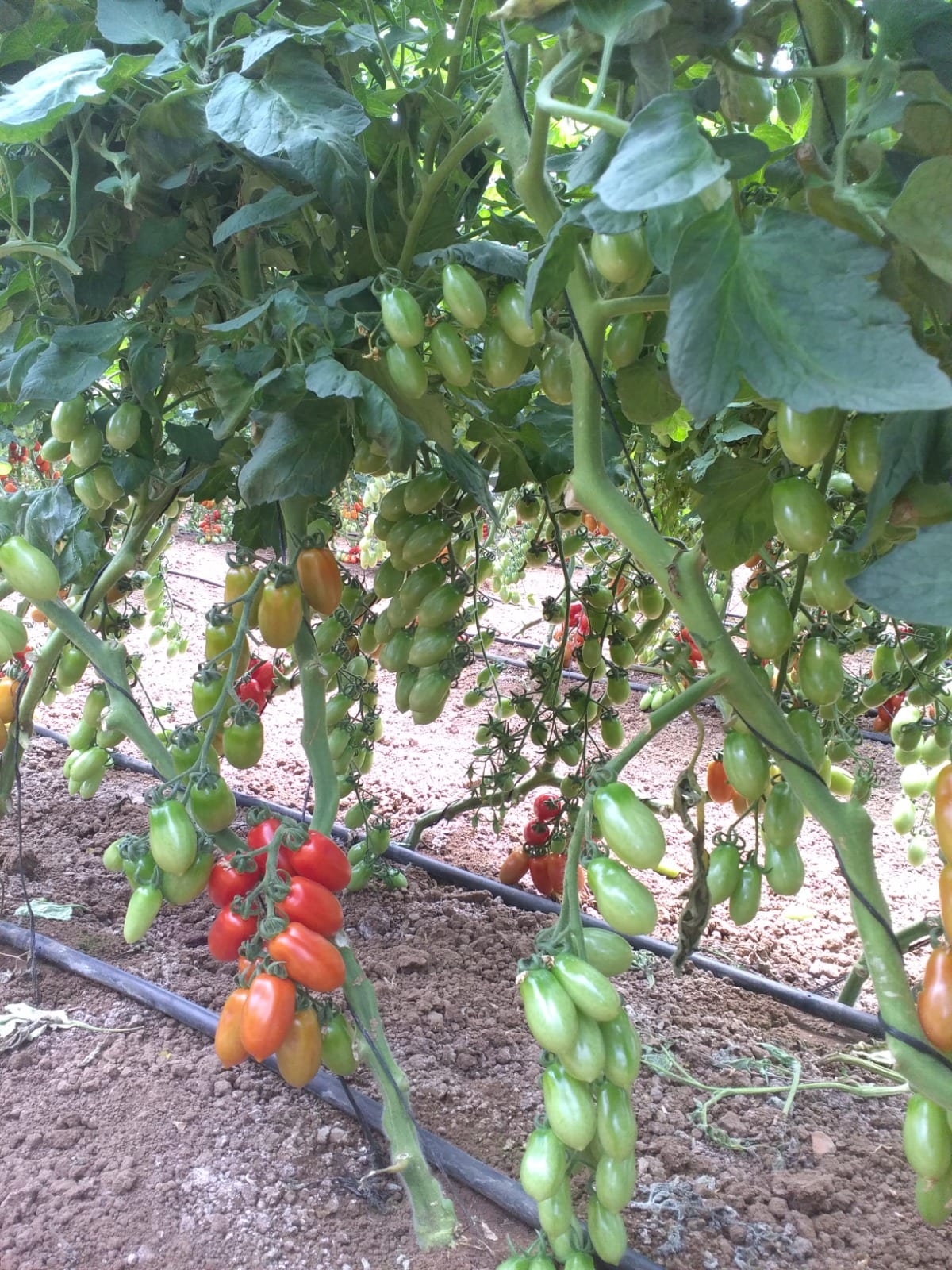 Casara Cherry Grape Cluster — view 2 of 2
