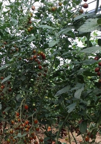 Chocobyte Brown Grape Single — ripe fruit, Agriva Seeds variety