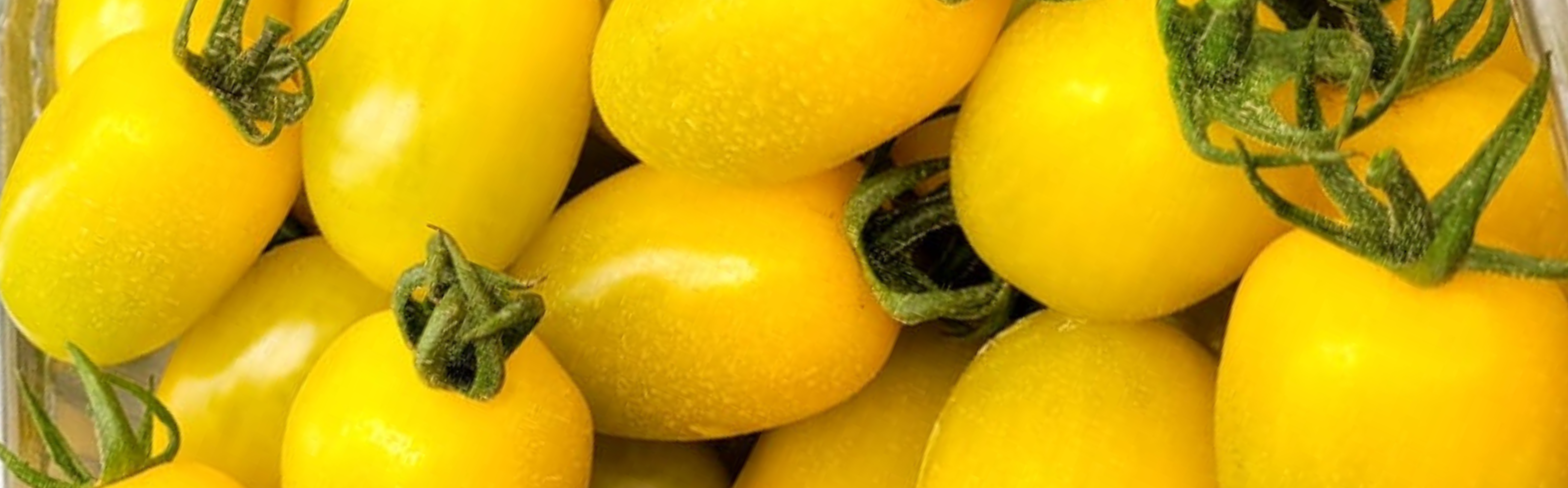 Daniel Yellow Oval Cherry — ripe fruit, Agriva Seeds variety