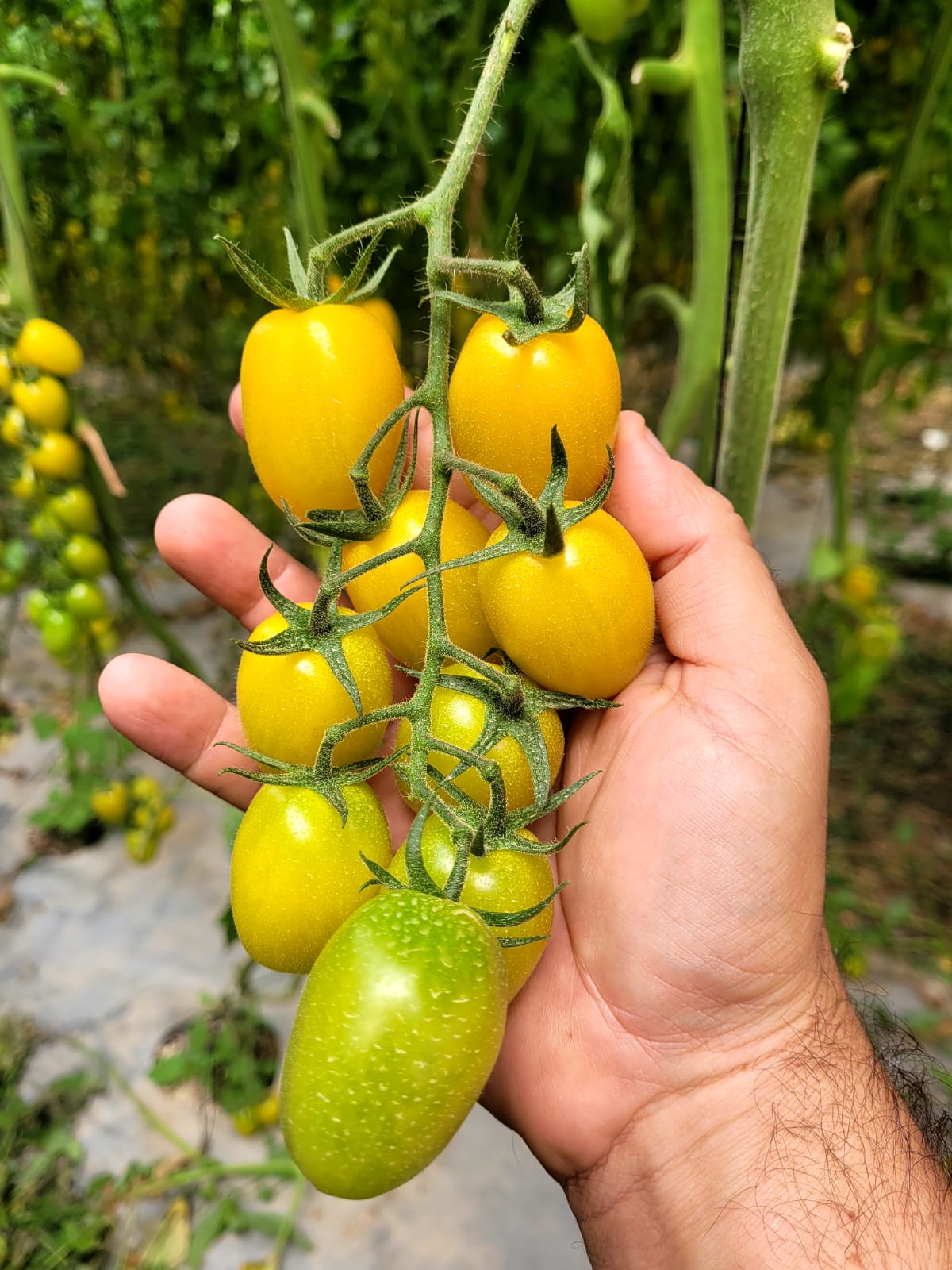 Daniel Yellow Oval Cherry — view 2 of 4