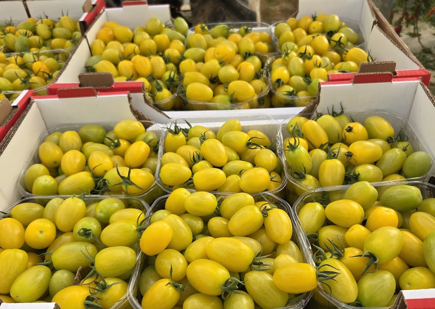 Daniel Yellow Oval Cherry — view 3 of 4