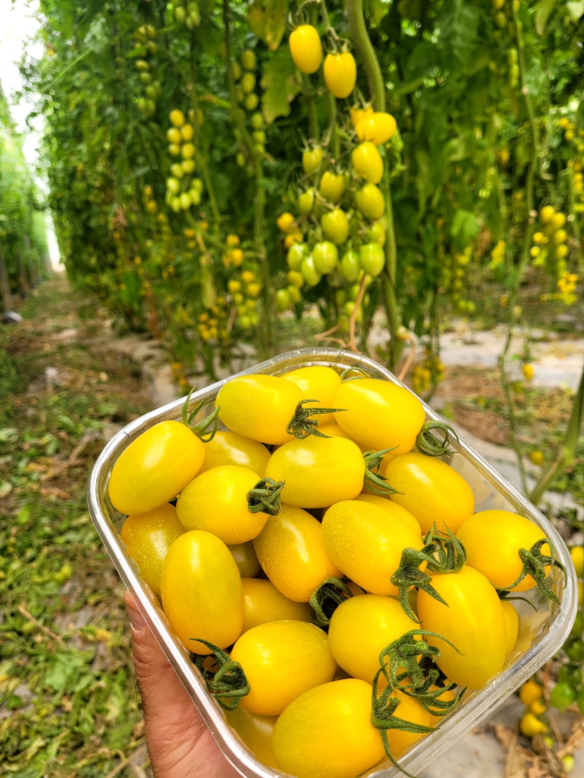 Daniel Yellow Oval Cherry — view 4 of 4