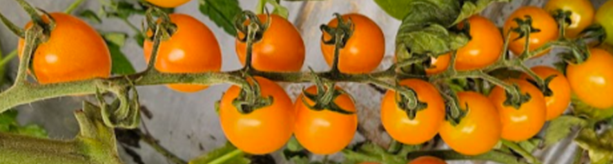 Dolcetto Orange Cherry — ripe fruit, Agriva Seeds variety
