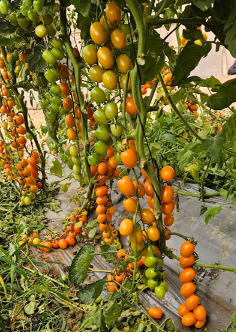 Dolcetto Orange Cherry — view 2 of 3
