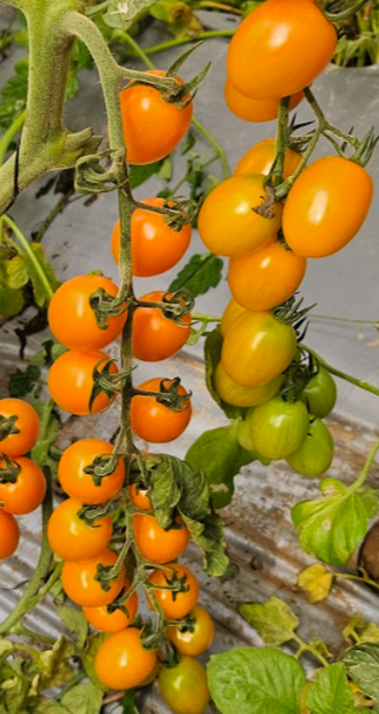 Dolcetto Orange Cherry — view 3 of 3