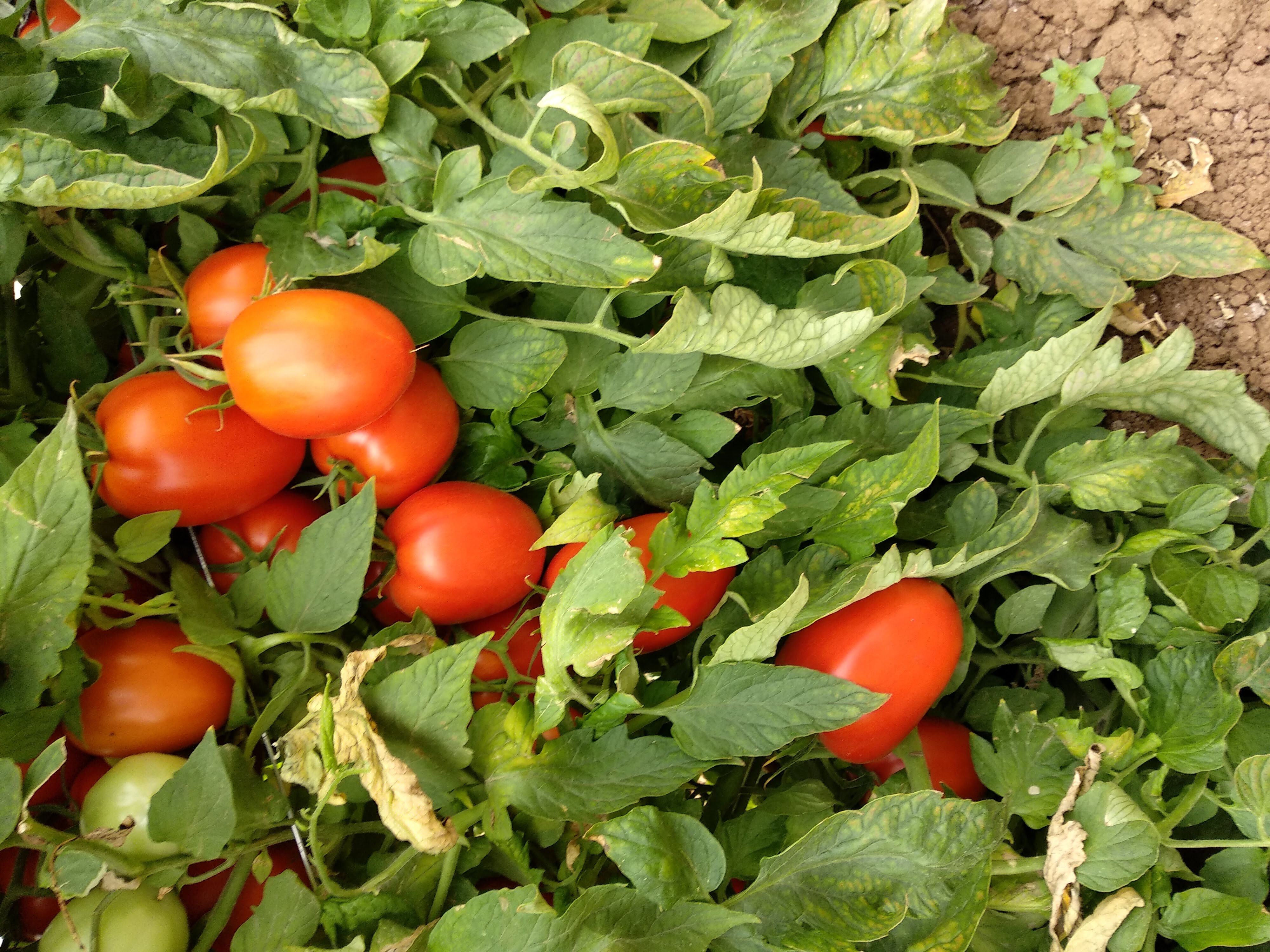 Dominor Roma Determinate — ripe fruit, Agriva Seeds variety