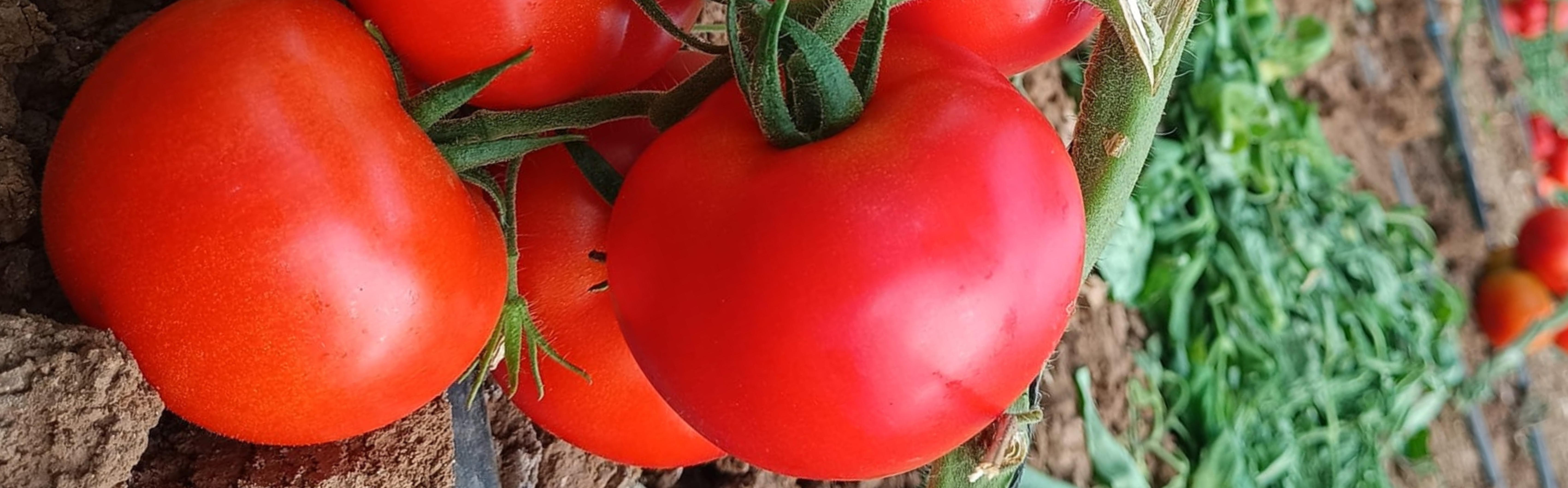 Domira Beef Tomato — ripe fruit, Agriva Seeds variety
