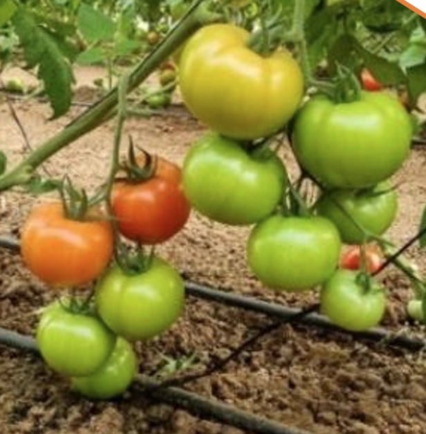Domira Beef Tomato — view 2 of 5