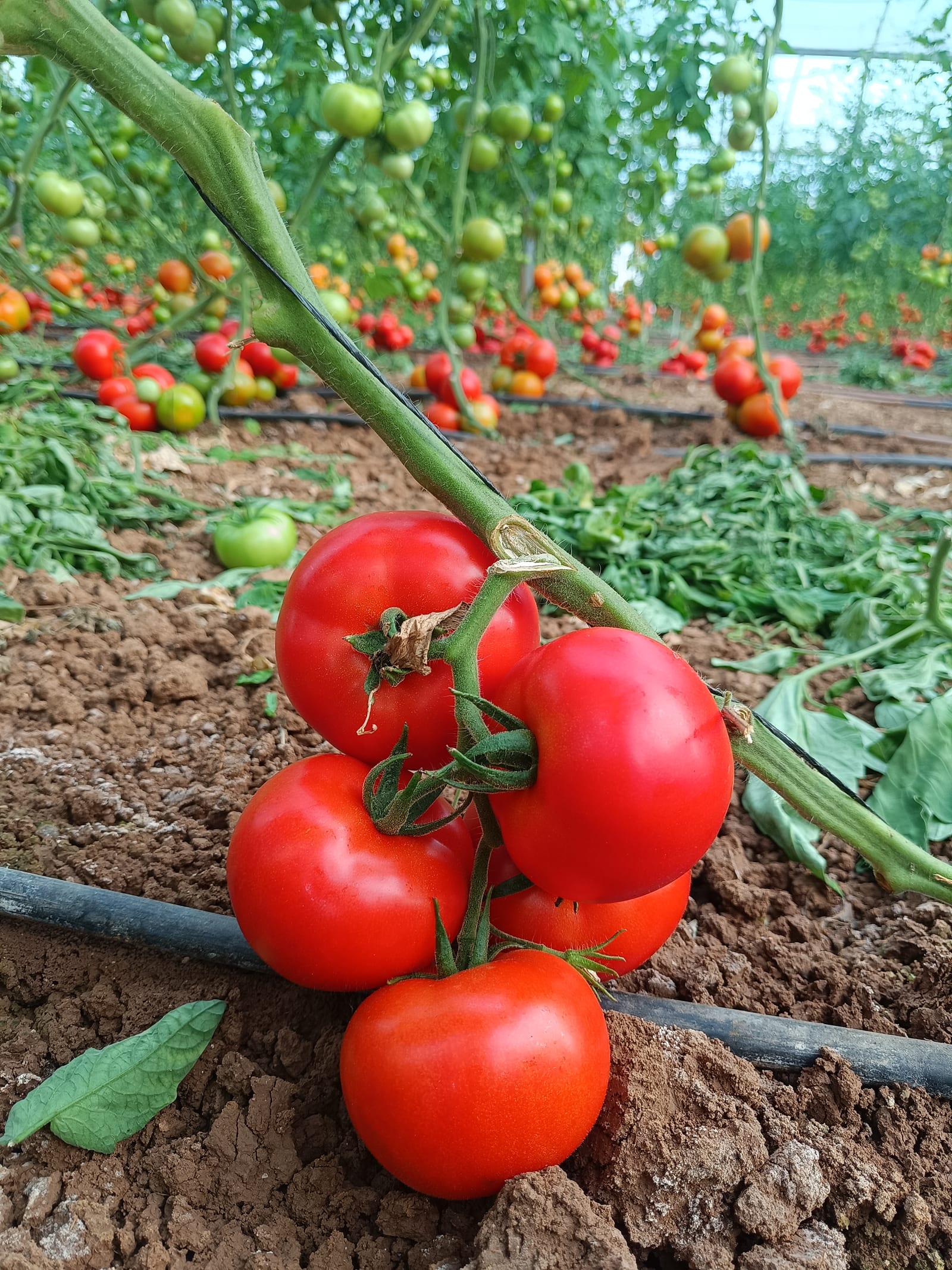 Domira Beef Tomato — view 4 of 5
