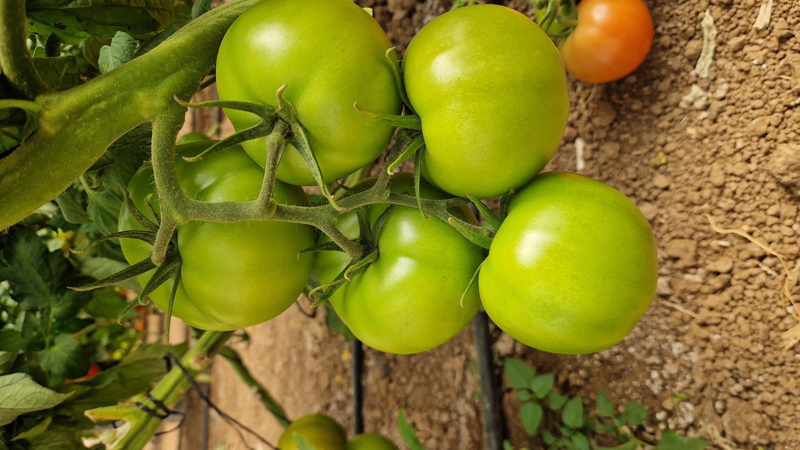 Domira Beef Tomato — view 5 of 5
