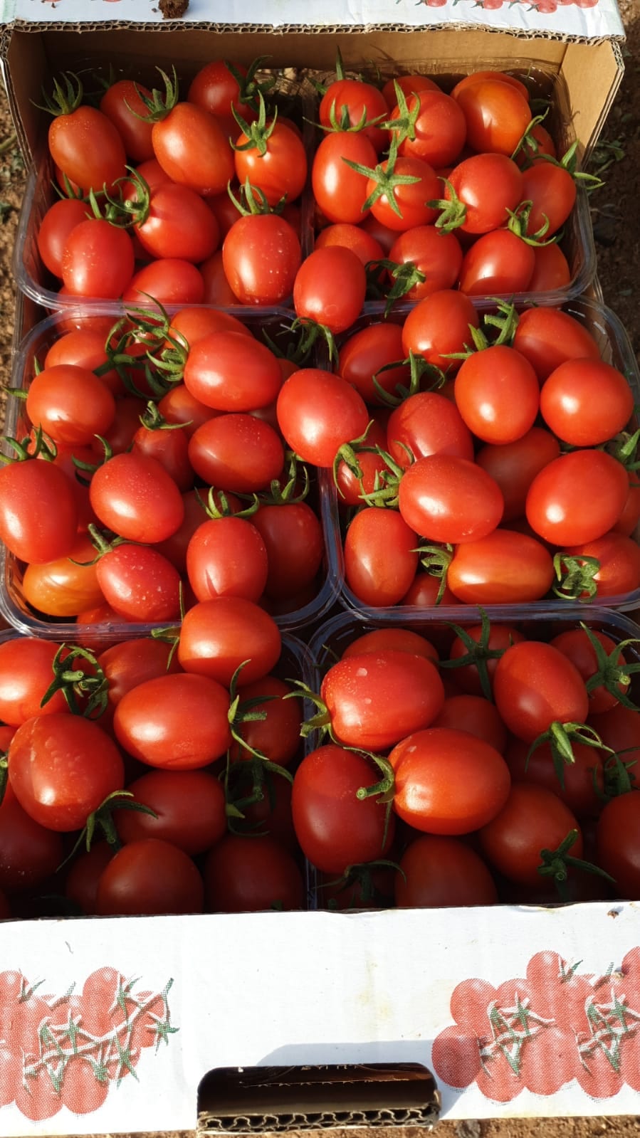 Dulcinea Red Mini Plum Single — ripe fruit, Agriva Seeds variety
