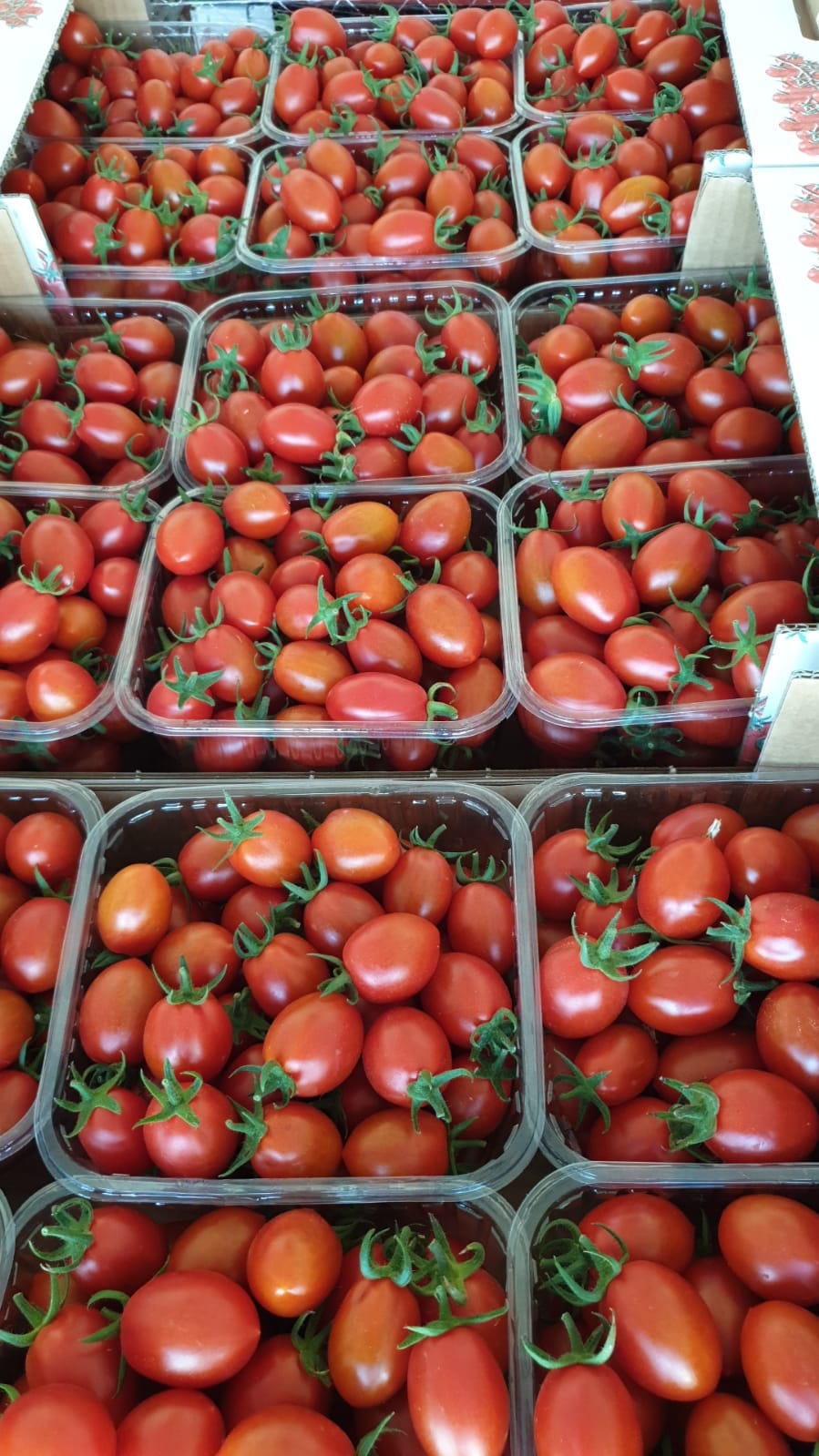 Dulcinea Red Mini Plum Single — view 2 of 3