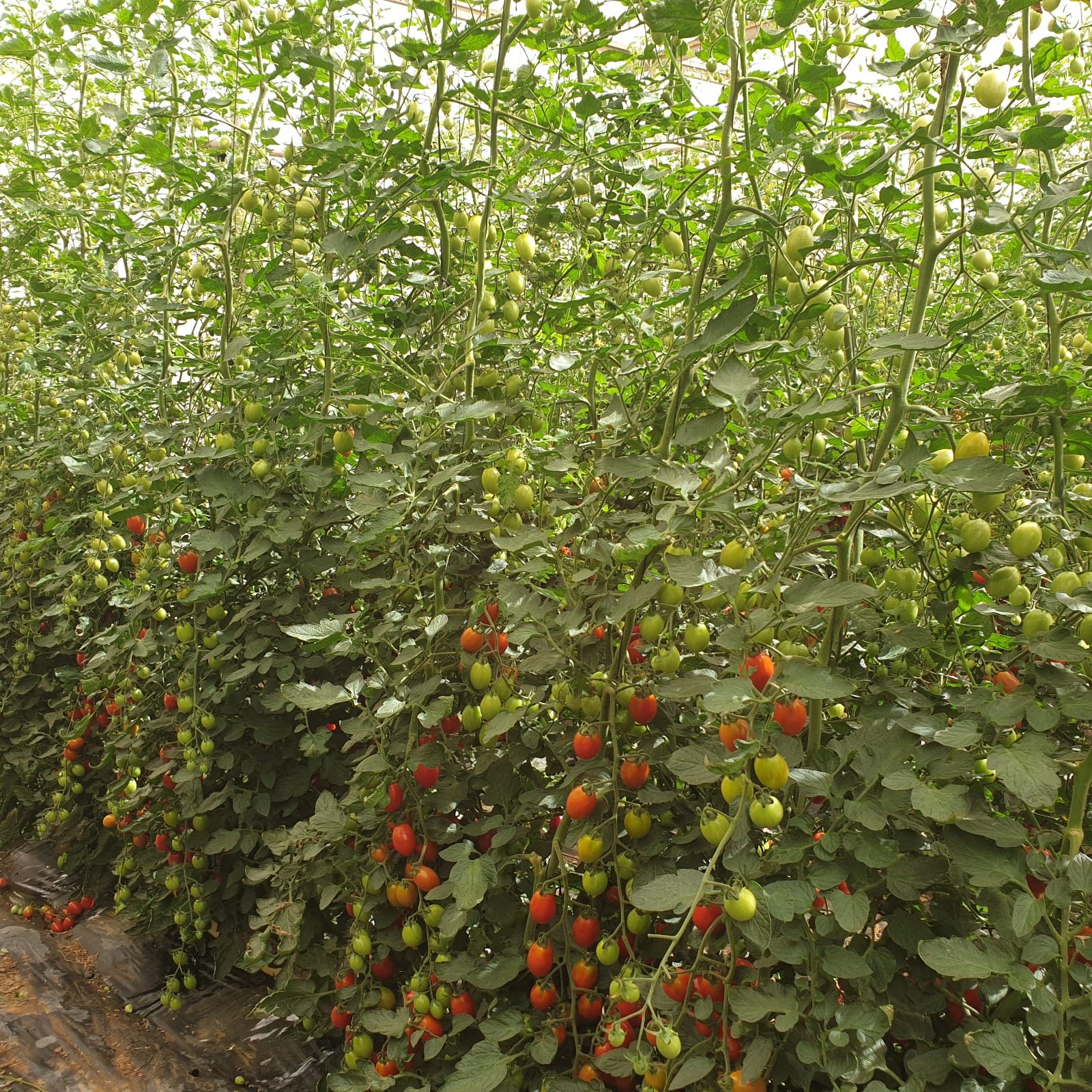 Dulcinea Red Mini Plum Single — view 3 of 3