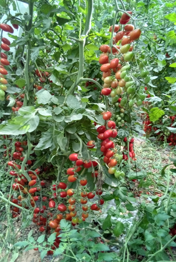 Ellis Cherry Grape - Red — ripe fruit, Agriva Seeds variety