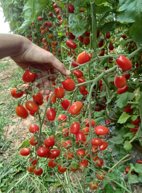 Ellis Cherry Grape - Red — view 2 of 2