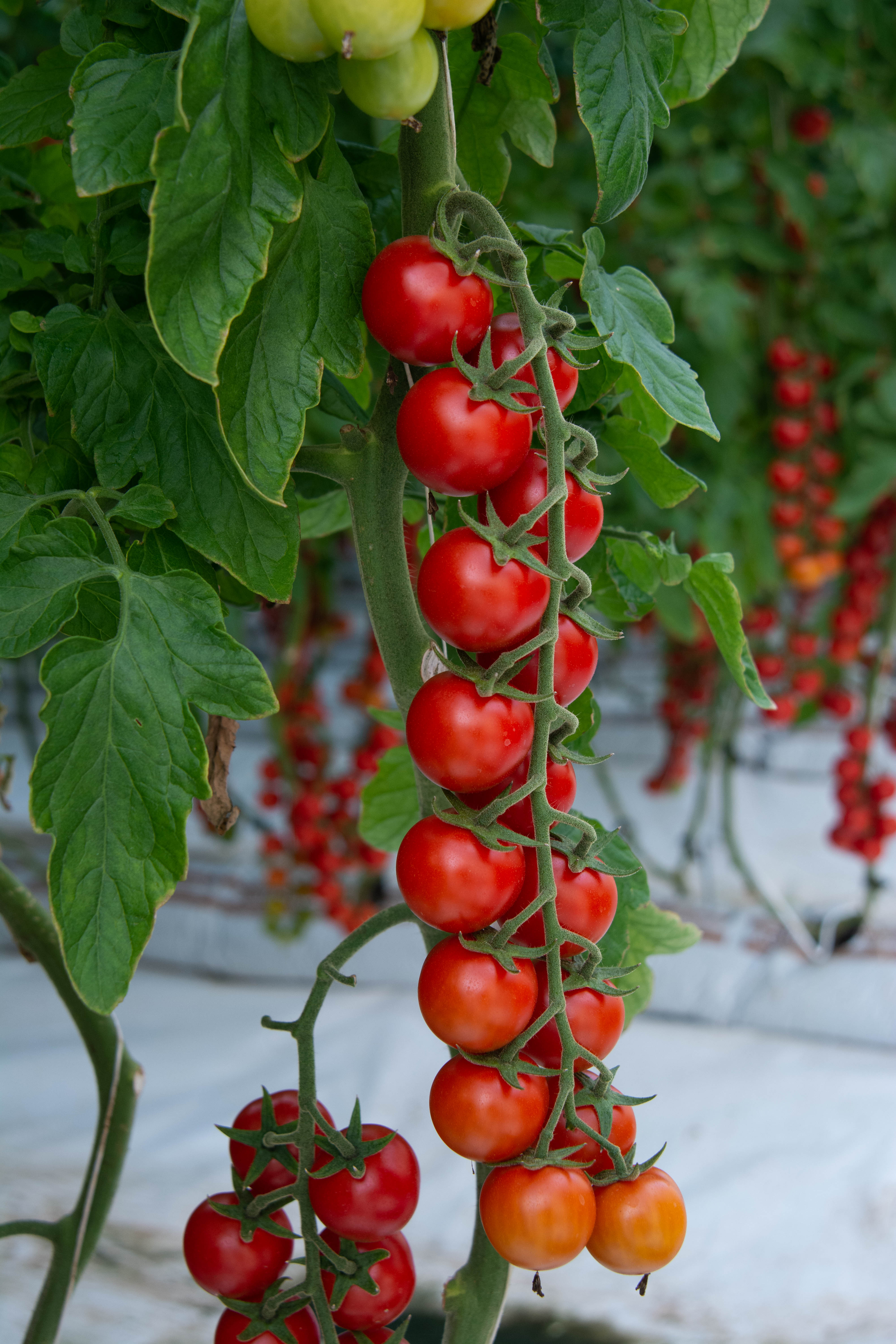 Emilia Cherry Round Cluster — ripe fruit, Agriva Seeds variety