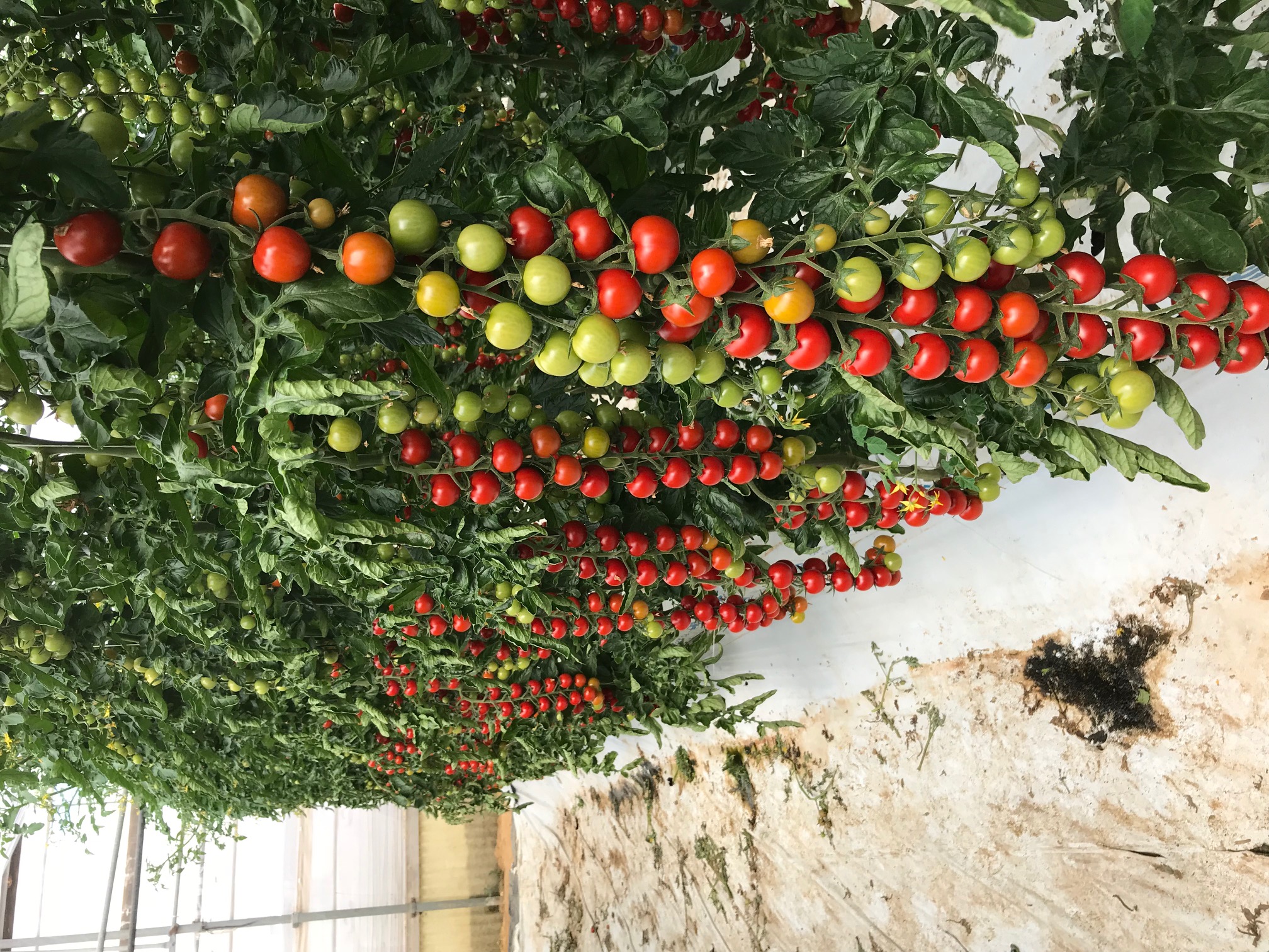 Emilia Cherry Round Cluster — view 2 of 2