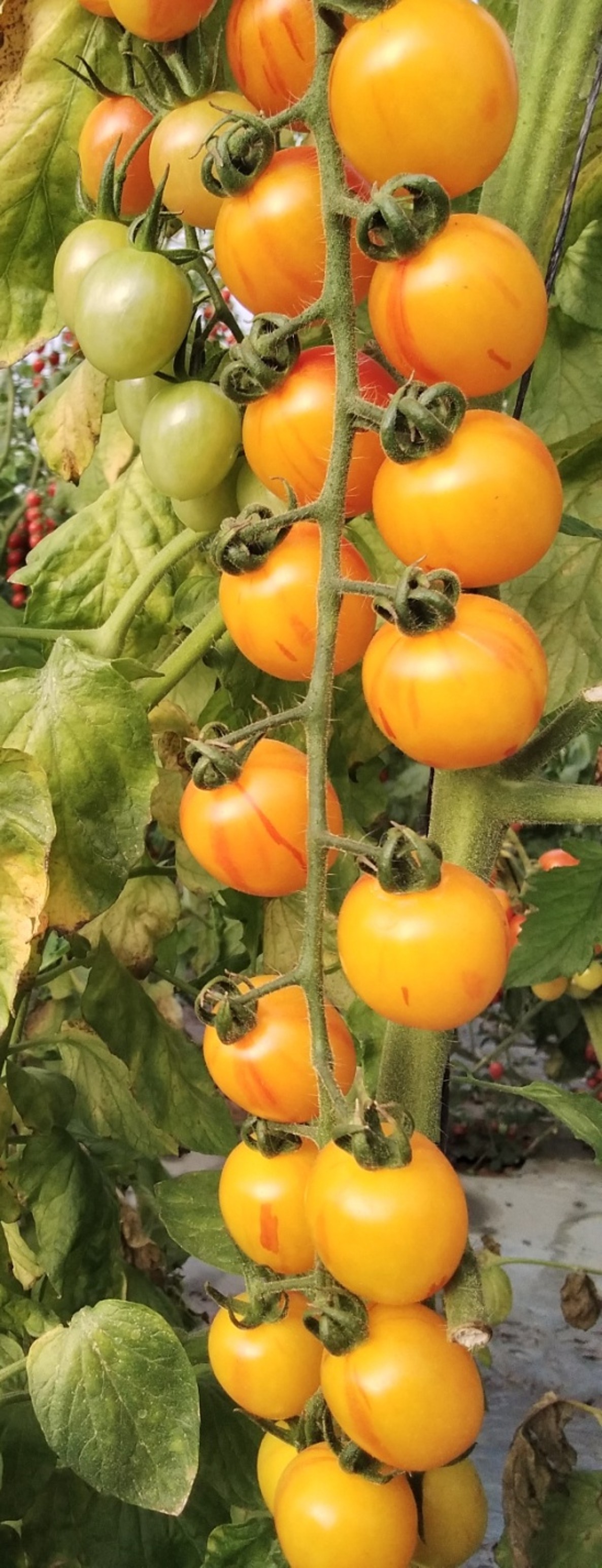 Estella Striped Mini Plum Single — ripe fruit, Agriva Seeds variety