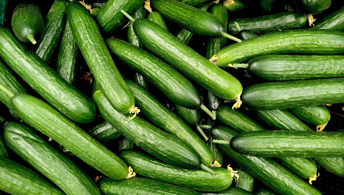 Evergreen Cucumber Bet Alpha — ripe fruit, Agriva Seeds variety