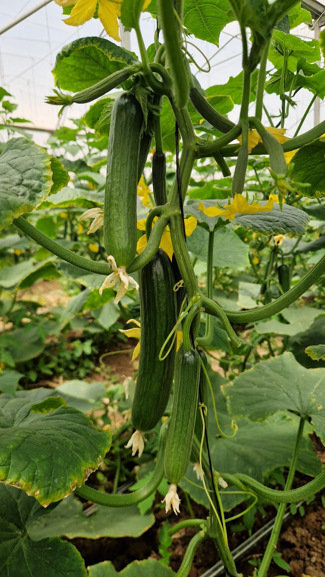 Evergreen Cucumber Bet Alpha — view 3 of 6