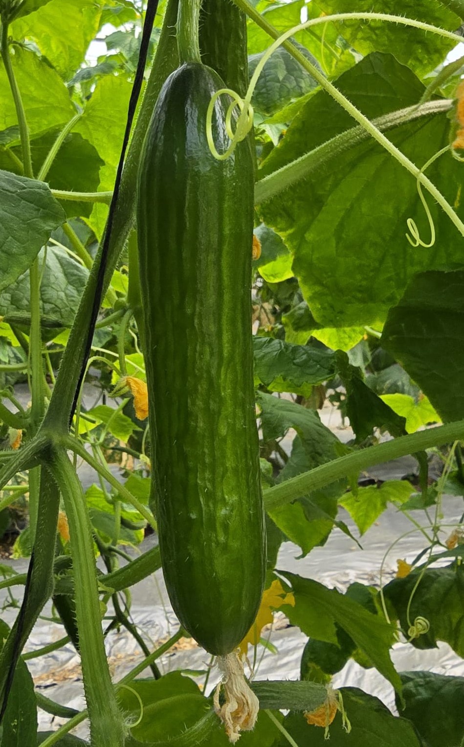 Evergreen Cucumber Bet Alpha — view 4 of 6