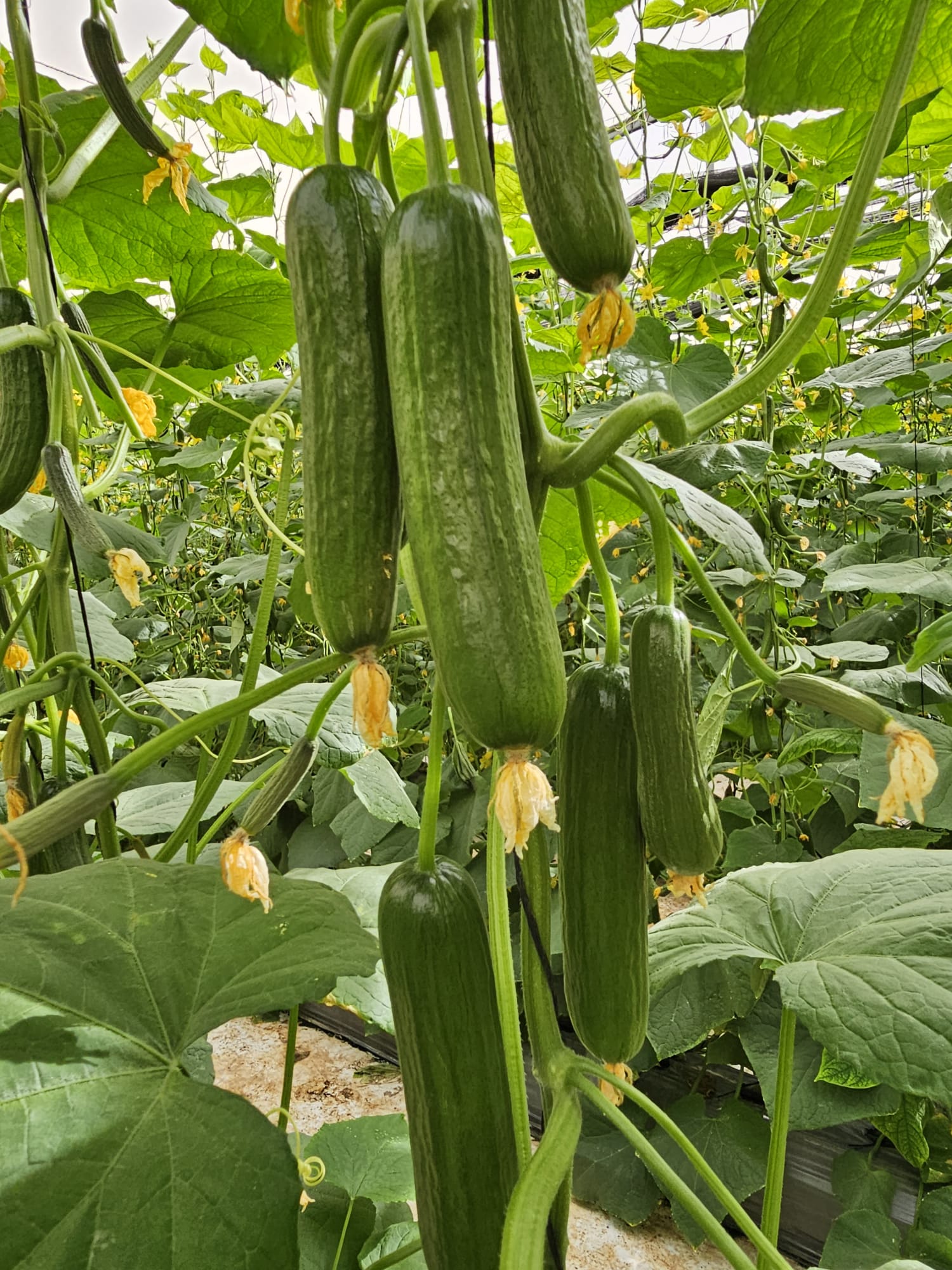 Evergreen Cucumber Bet Alpha — view 5 of 6