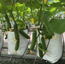 Evergreen Cucumber Bet Alpha — view 6 of 6