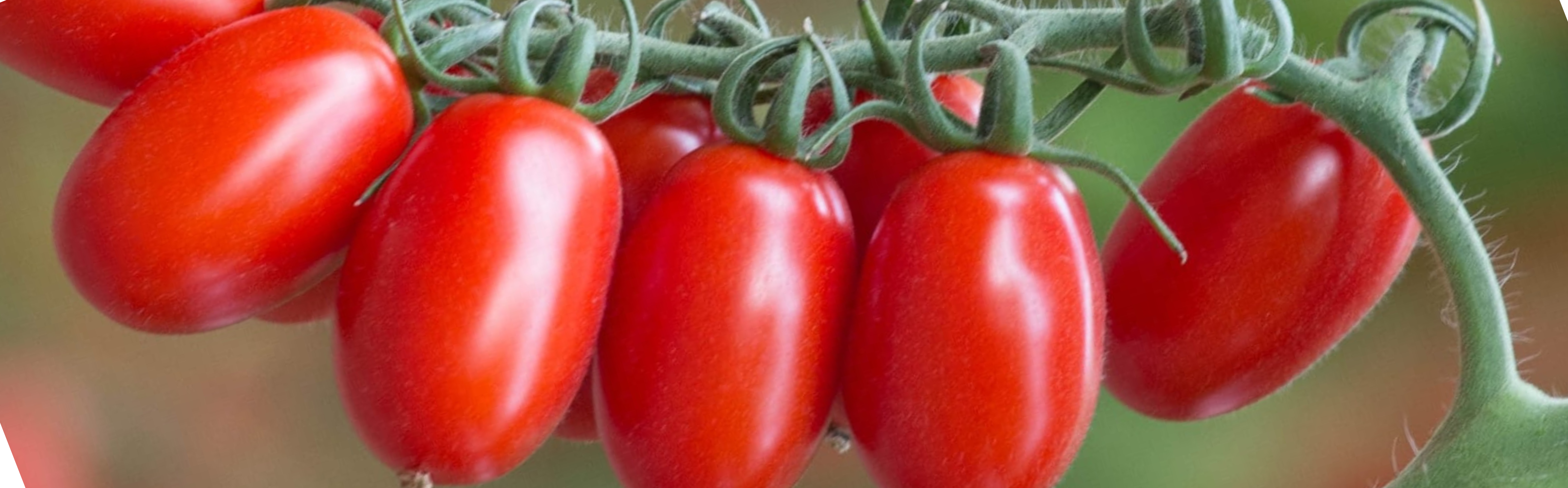 flame Red Grape Cluster — ripe fruit, Agriva Seeds variety