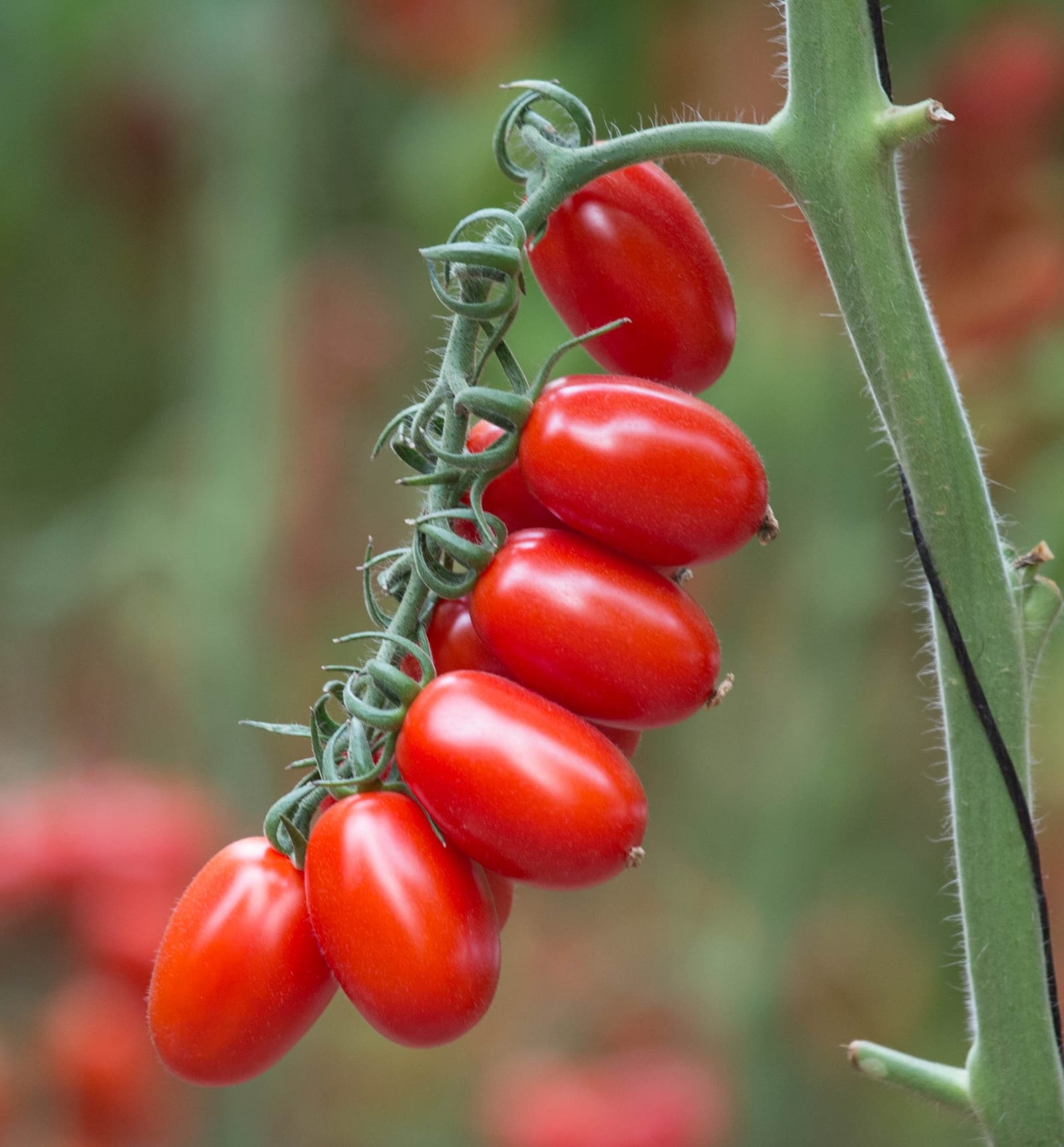 flame Red Grape Cluster — view 2 of 2