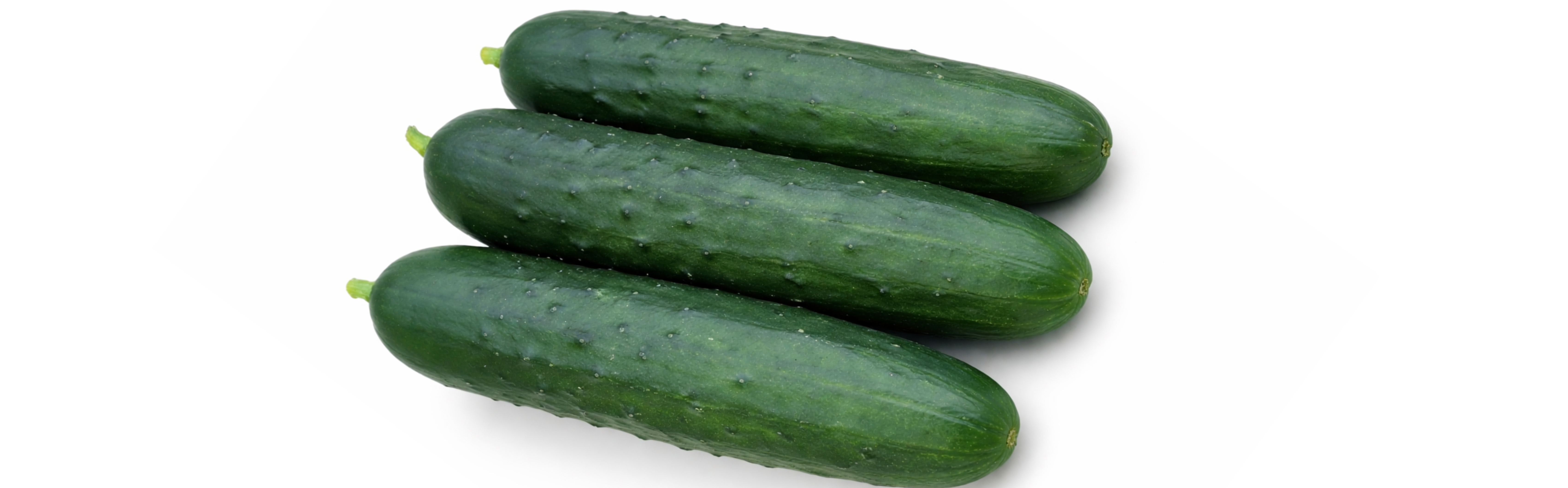 Fresko Cucumber Slicer — ripe fruit, Agriva Seeds variety