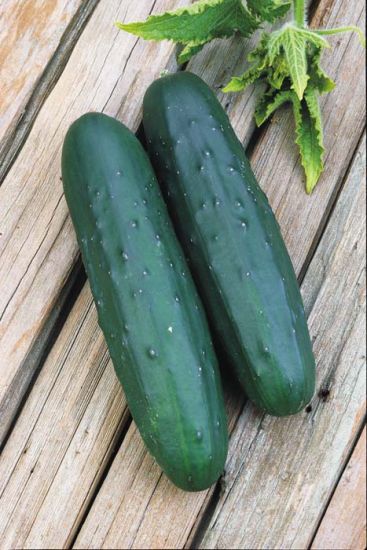 Fresko Cucumber Slicer — view 4 of 5