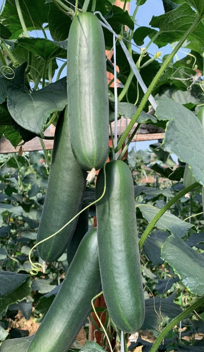 Fresko Cucumber Slicer — view 5 of 5