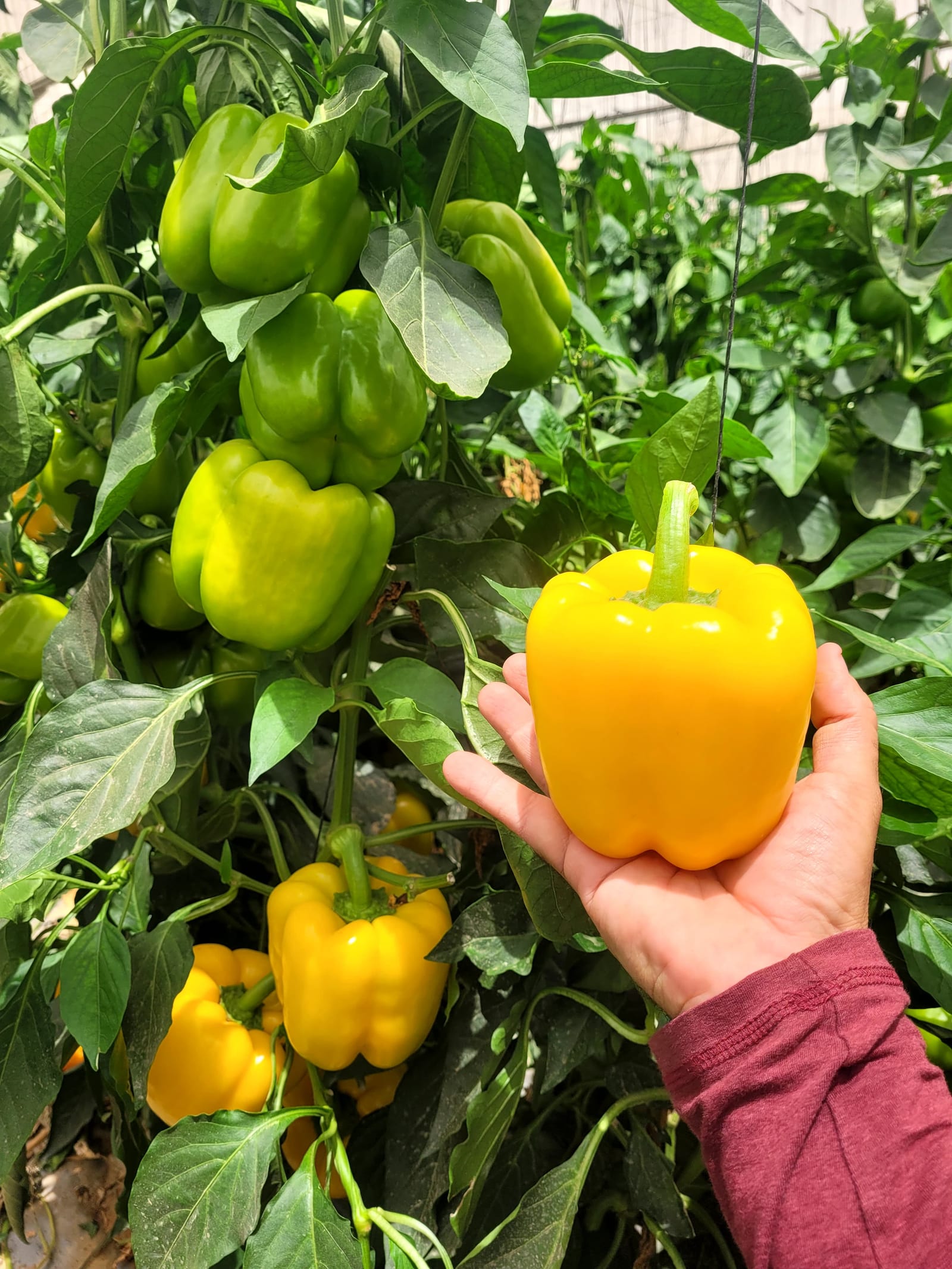 Gabriel Pepper Blocky Yellow — ripe fruit, Agriva Seeds variety