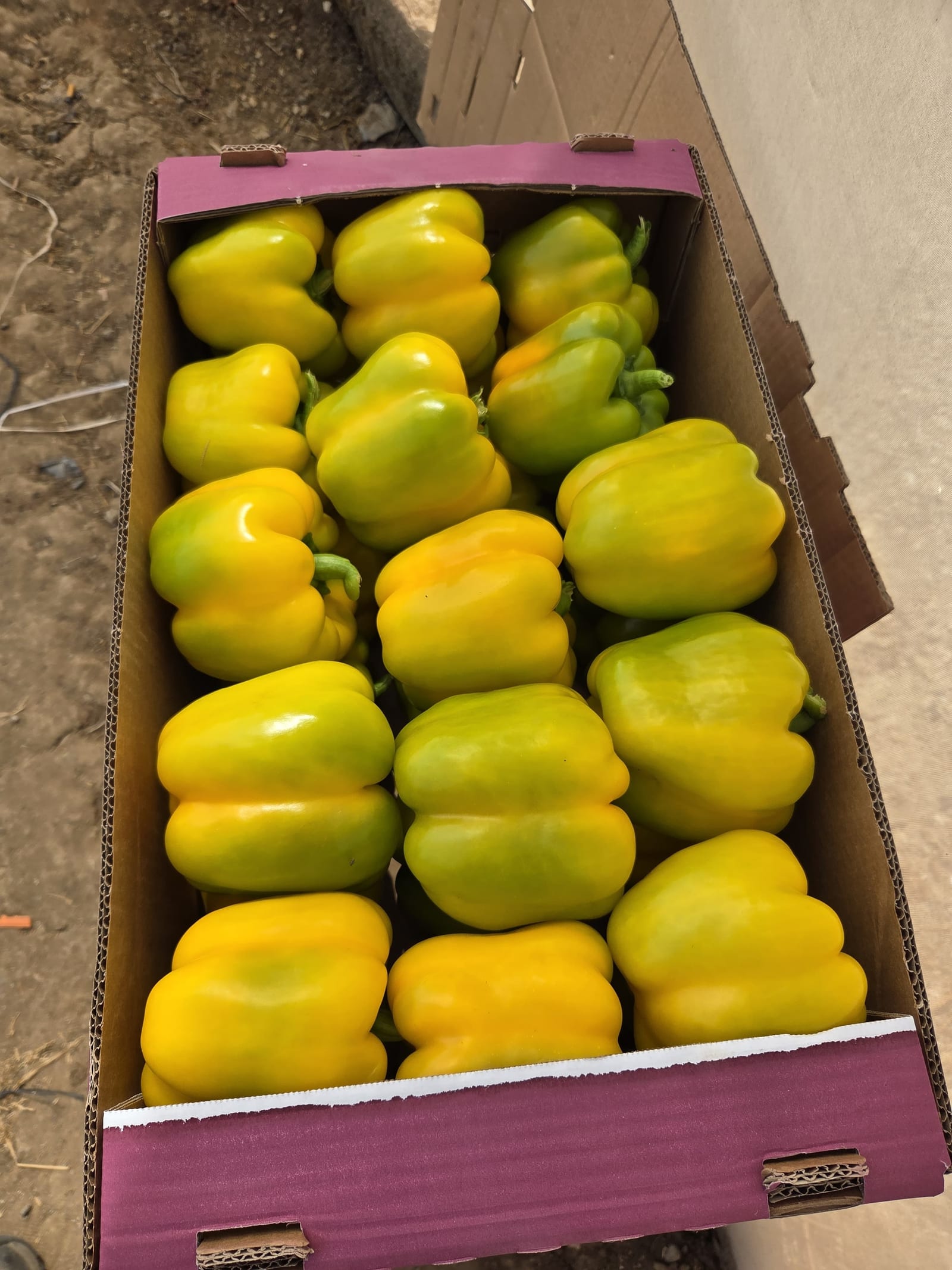 Gabriel Pepper Blocky Yellow — view 2 of 3