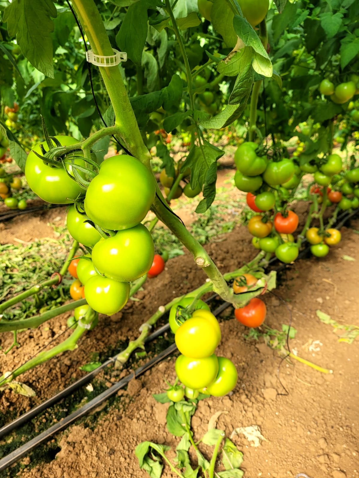 Gabriella Tomato Round I Single — view 2 of 4