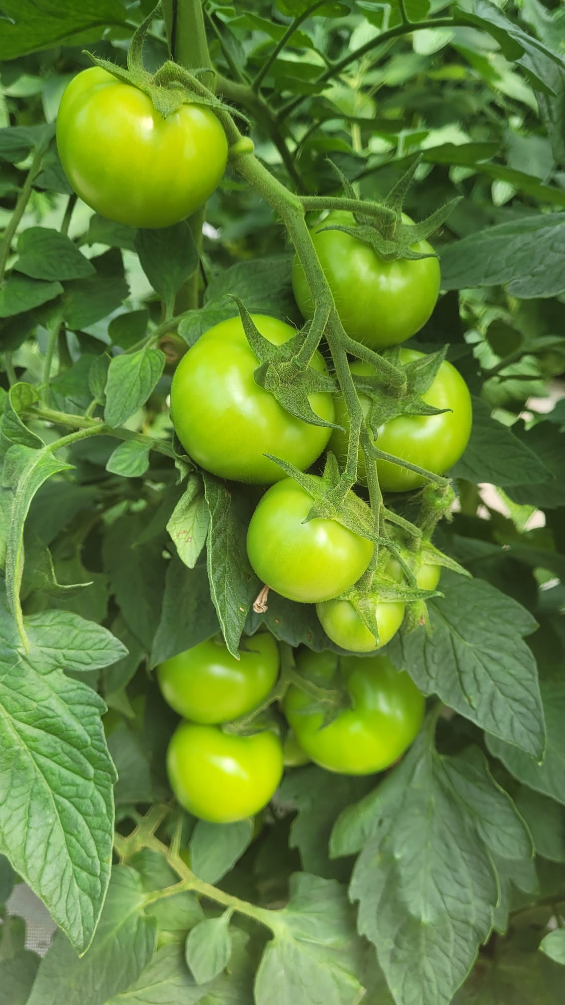 Gabriella Tomato Round I Single — view 3 of 4