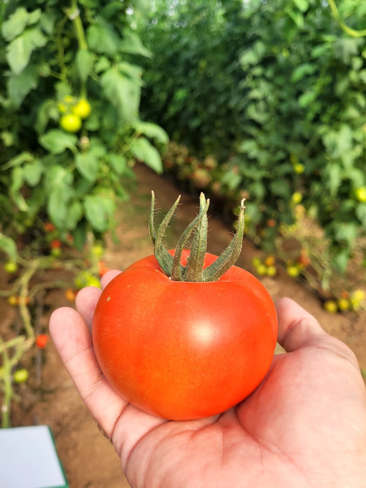 Gabriella Tomato Round I Single — view 4 of 4