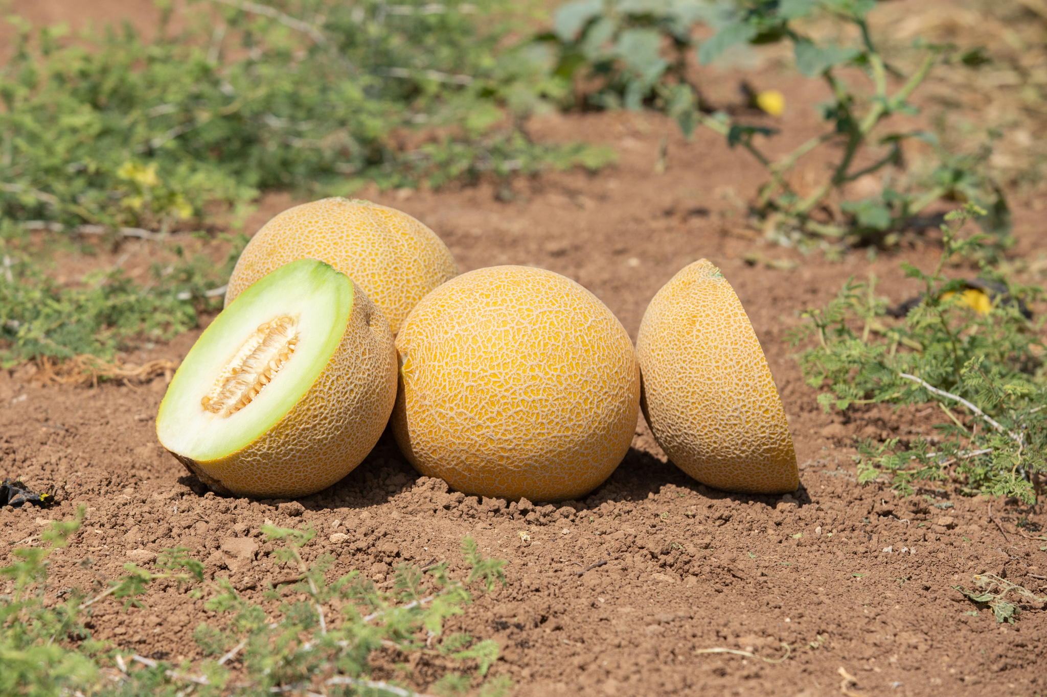Gaiyol Melon Galia — view 2 of 2