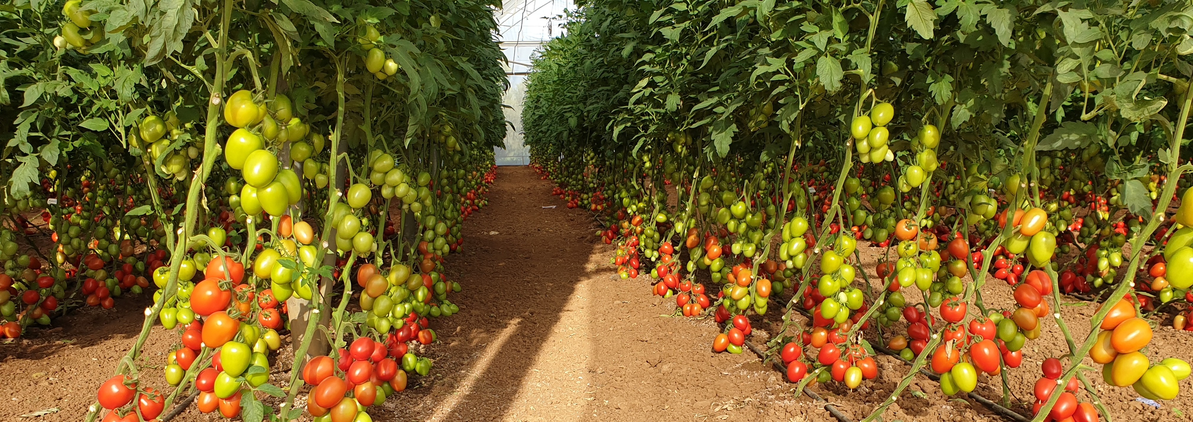 Galina Roma I Cluster — ripe fruit, Agriva Seeds variety