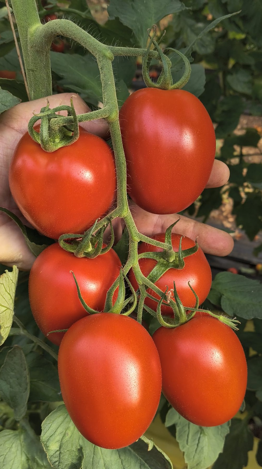 Galina Roma I Cluster — view 8 of 8