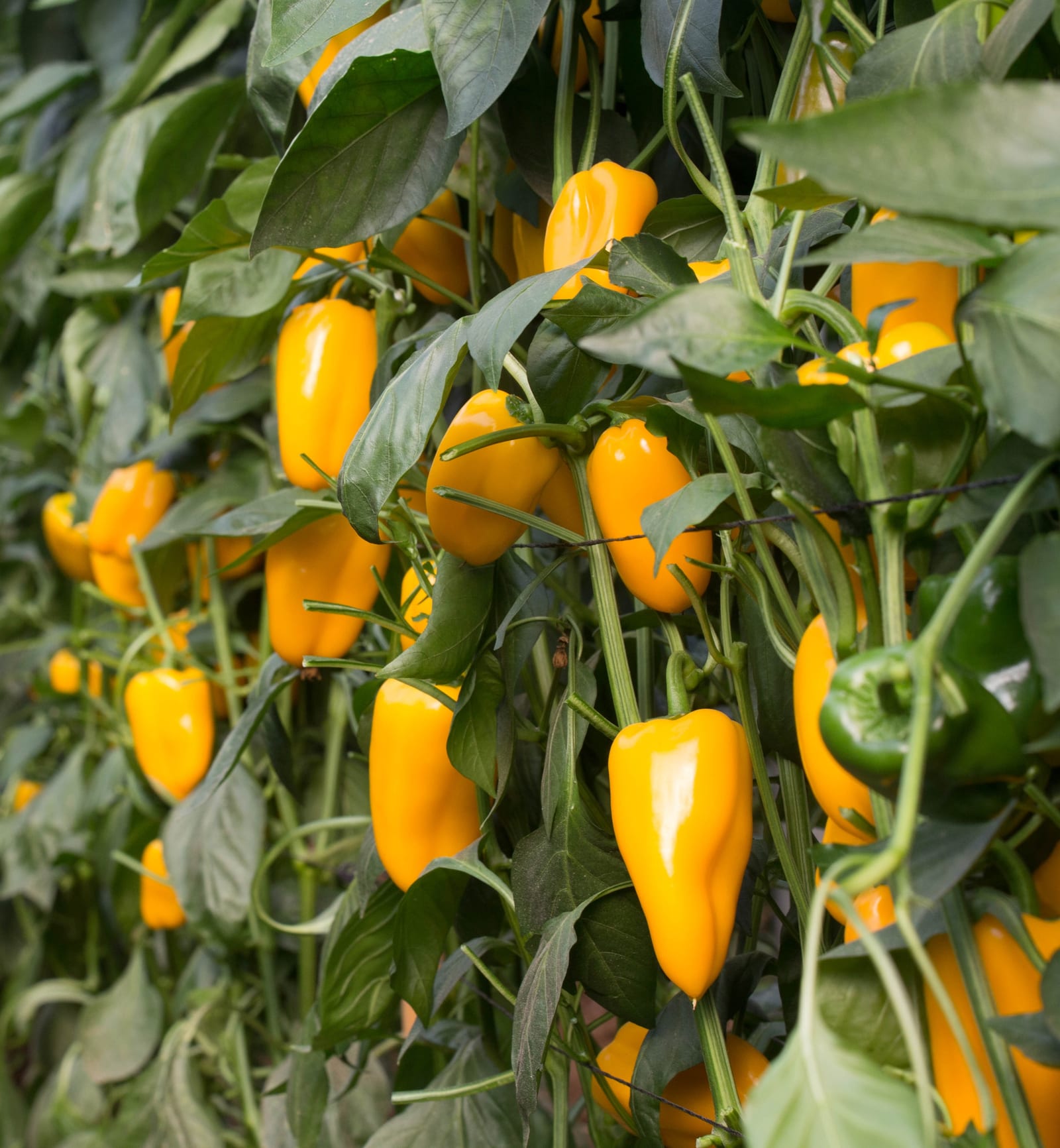 Golden Burst Mini Pepper Yellow — ripe fruit, Agriva Seeds variety