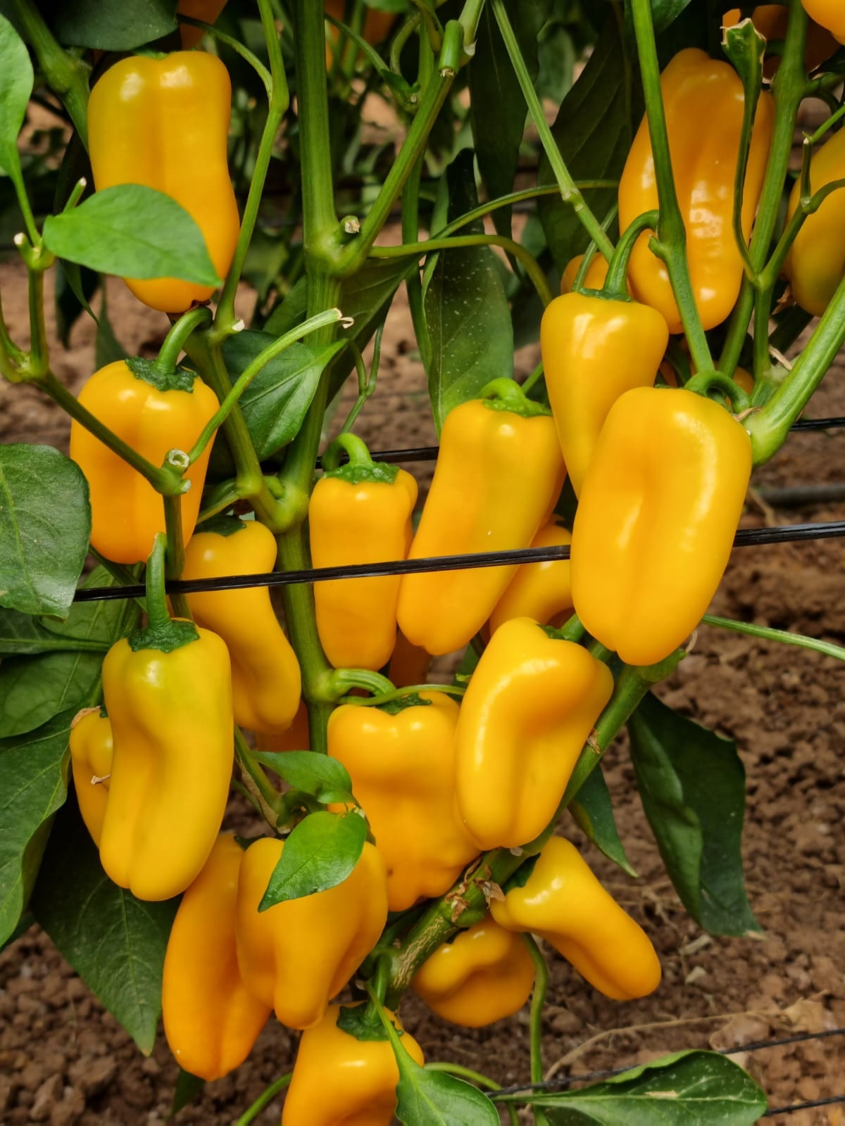Golden Burst Mini Pepper Yellow — view 2 of 3