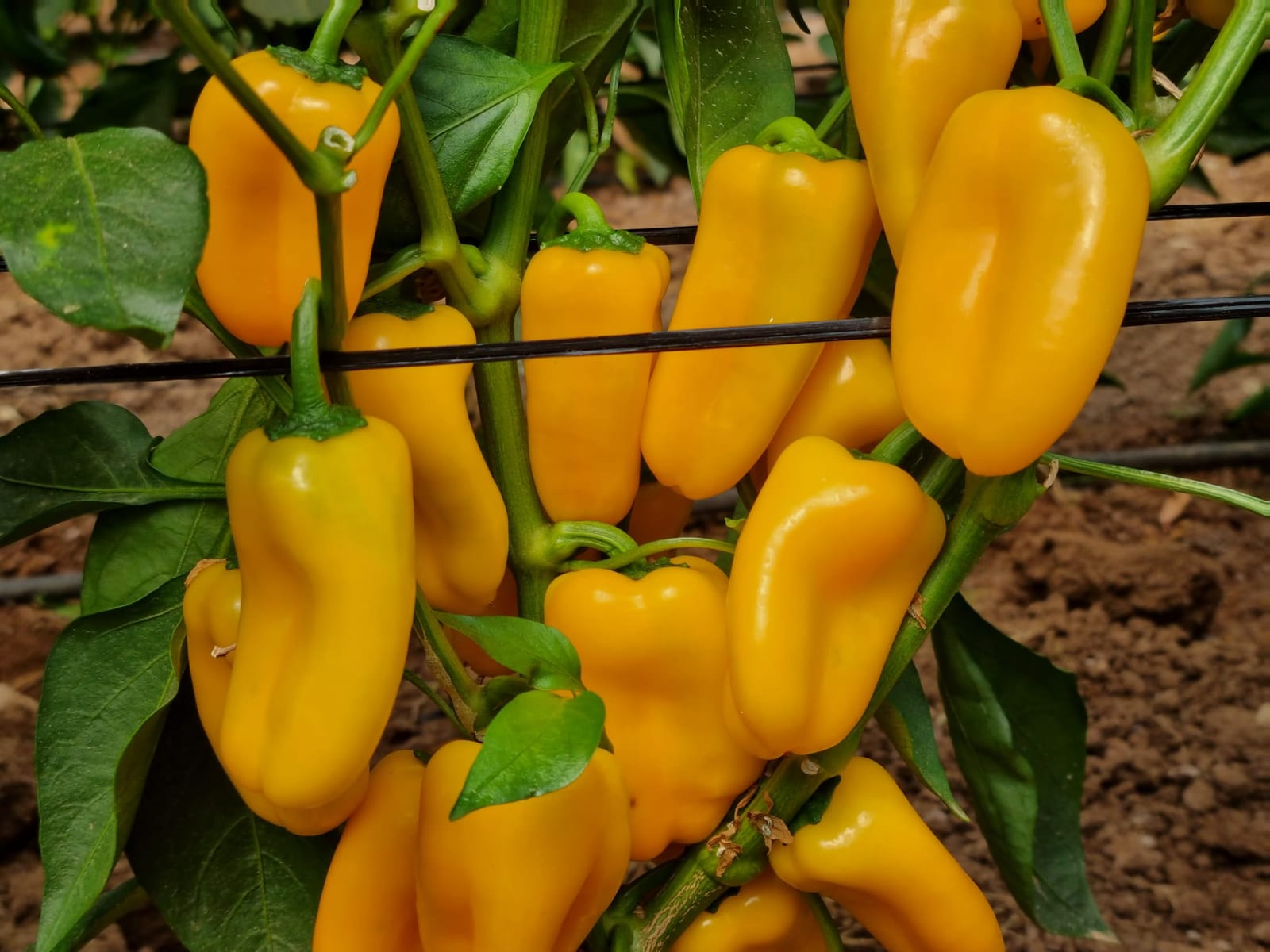 Golden Burst Mini Pepper Yellow — view 3 of 3