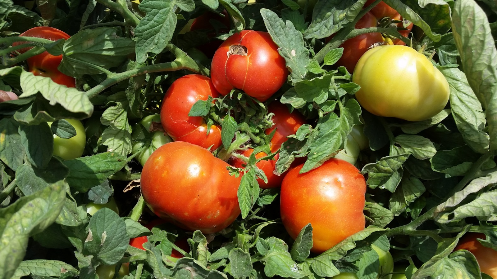 Granova Round Determinate — ripe fruit, Agriva Seeds variety