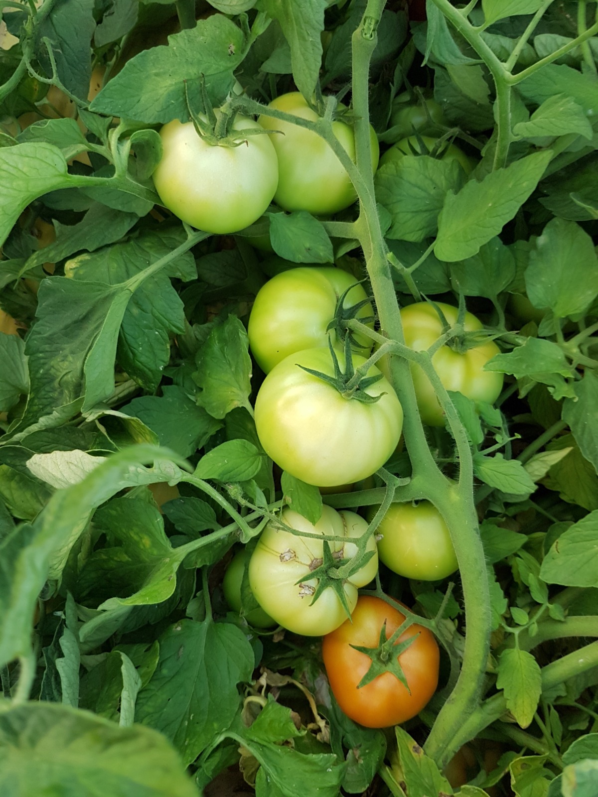 Granova Round Determinate — view 3 of 7