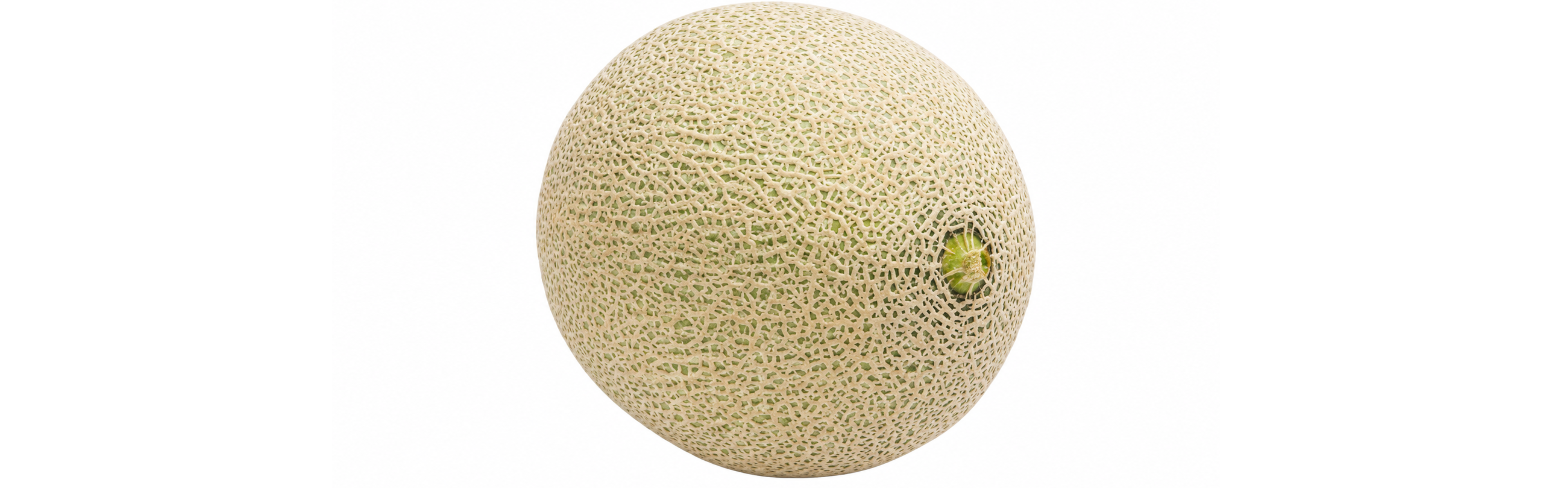 Harper Melon Cantaloupe Harper — ripe fruit, Agriva Seeds variety
