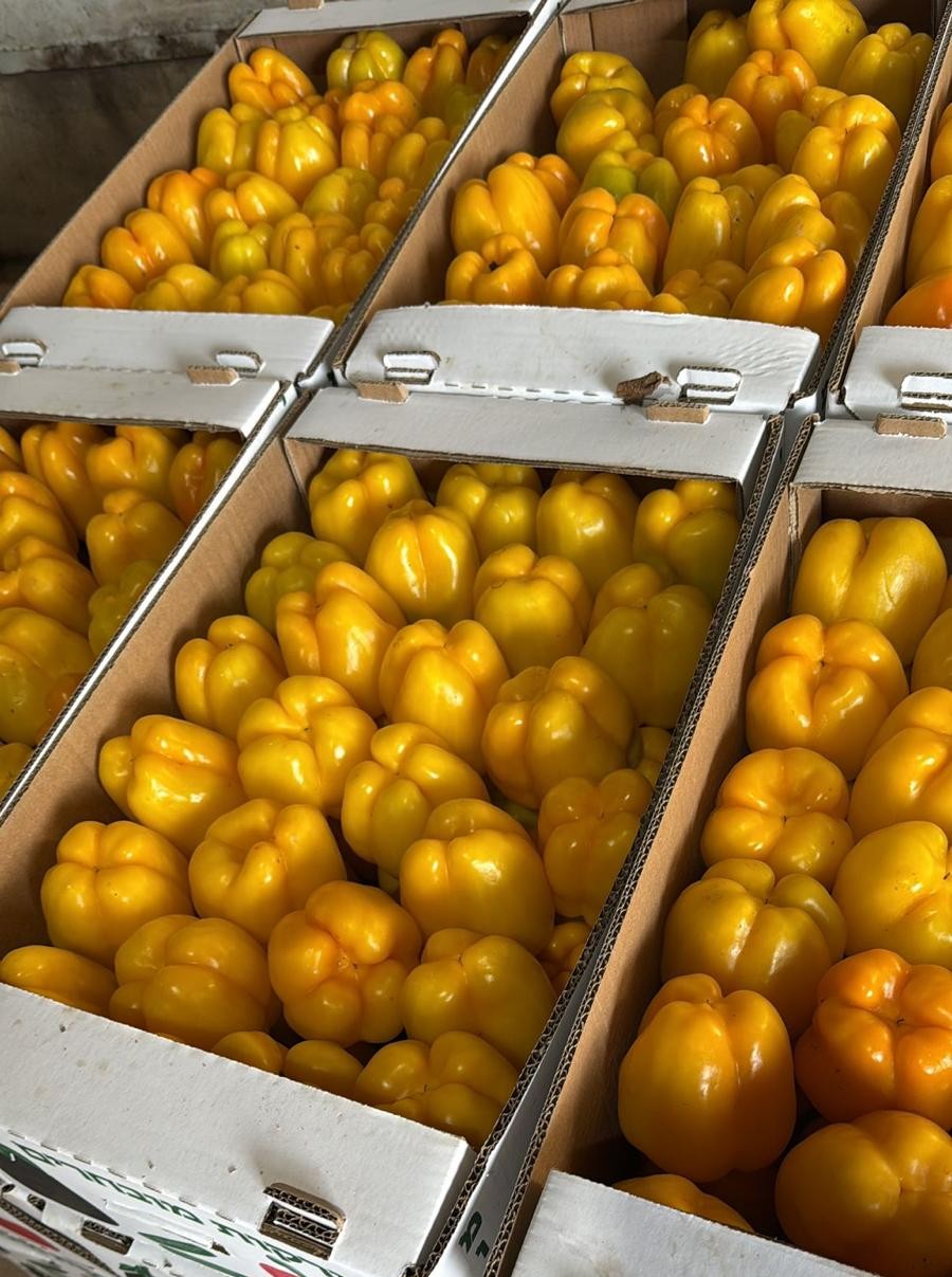 Isabella Pepper Yellow Blocky — view 3 of 4